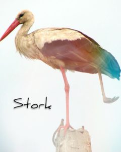 stork 1