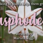 Asphodels by Marissa Riggs