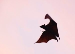 Batty and Catty by Marjory Conn