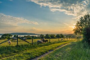 countryside