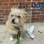 Fly Dog