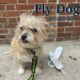 Fly Dog